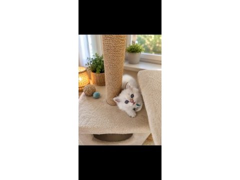 Safkan bebek british longhair mavi gözlü