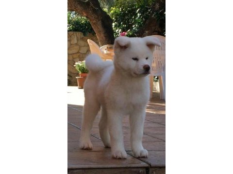 Japon akita yavrularımız