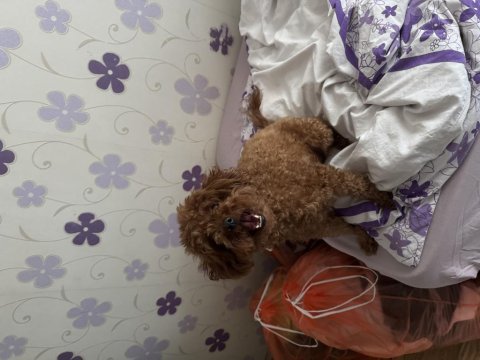 2 yaşında kore toy poodle