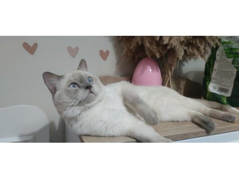 British blue point