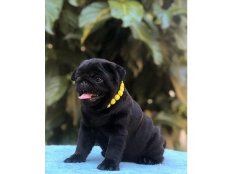 15 çeşit malzeme hediyeli siyah pug bebekler