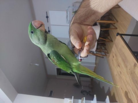 El besleme full evcil alexander bebek