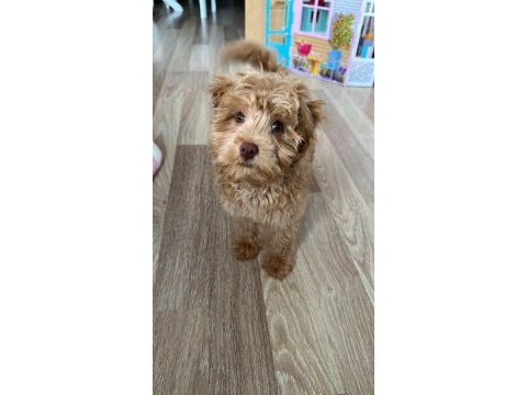 3 aylık maltipoo yavru