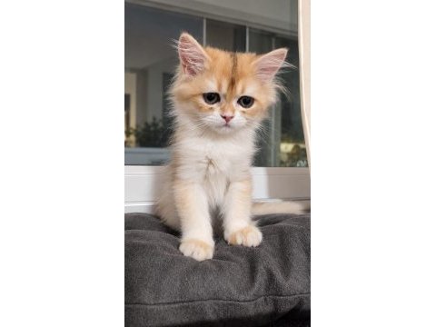 British golden erkek