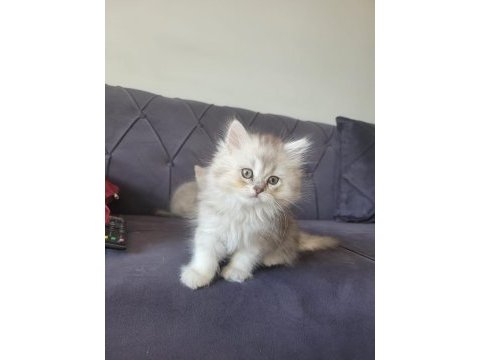 Silver british longhair kızımız yeni ailesini bekliyor
