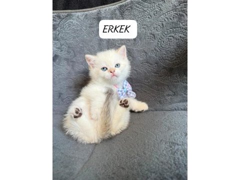 British shorthair paşam uyguna verilecek