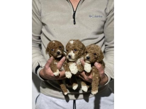 Orjinal maltipoo yavrularımız için geç kalmayın