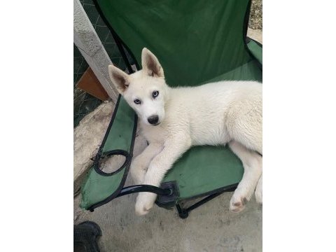Uyguna safkan sibirya kurdu husky yavruları