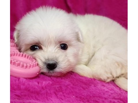 0 numara maltese yavrular