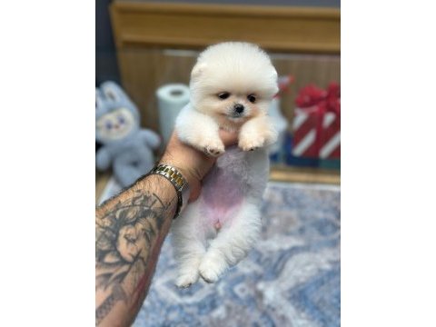 White pomeranian boo yavrularımız