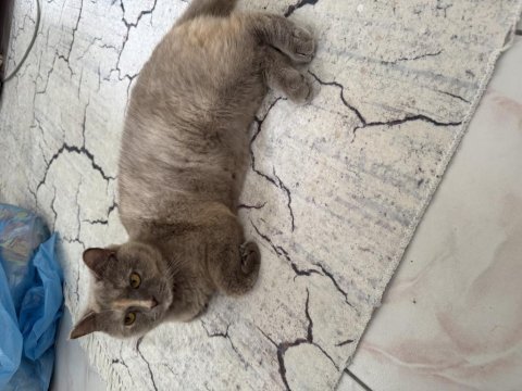 Ücretsiz sahiplendirme british shorthair kedimiz