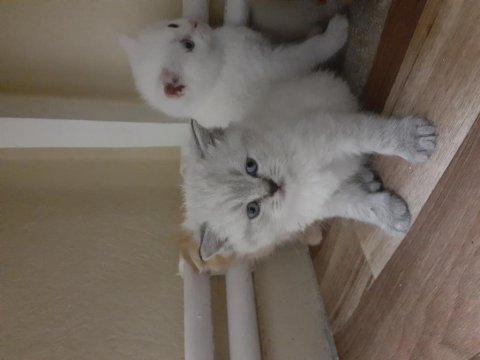 Safkan orjinal british shorthair yavrular