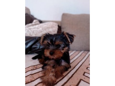 Erkek yorkshire terrier