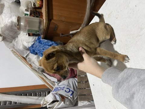 Minyatür pinscher şivava