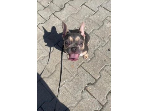 Blue french bulldog