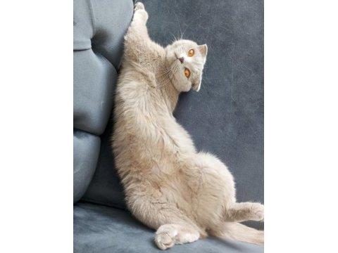 Tüm aşıları mevcut pasaport çip 1 yaşında scottish fold