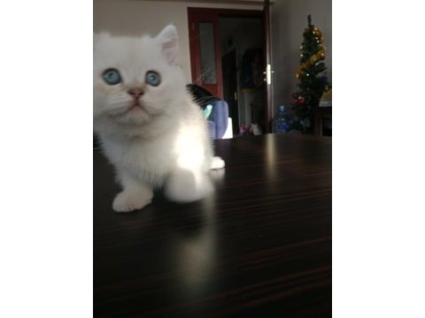 British shorthair pamuklar yuvasını bekliyor