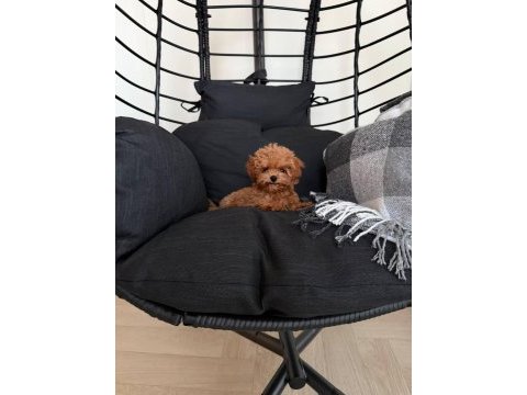 Kore yavrular maltipoo