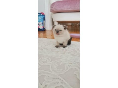 British longhair bebekler teslime hazır