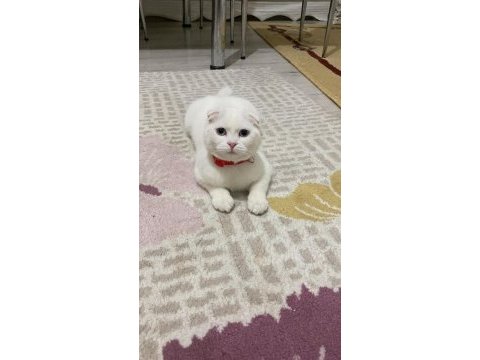 Sevimli scottish fold