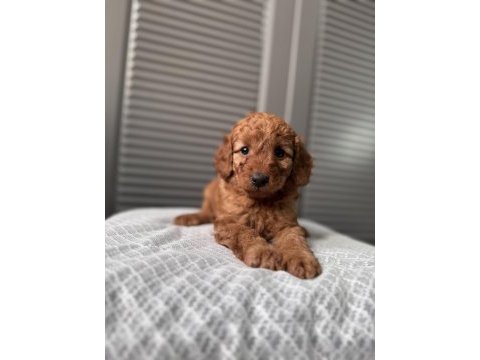 Red maltipoo