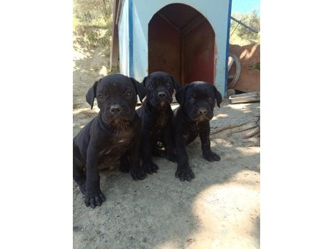 Cane corso bebekleri