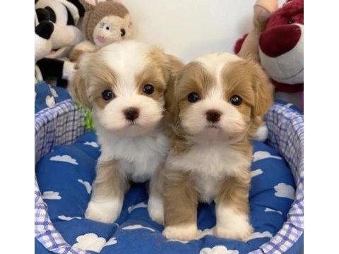 0 numara maltipoo yavrular (tuvalet eğitimli)