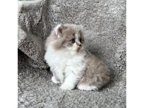 Dişi bicolor lilac long perfect british longhair