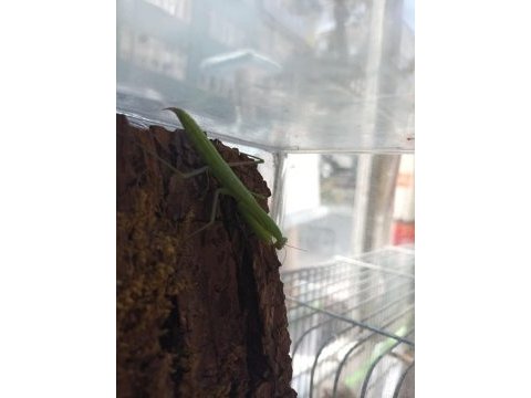 Mantis religiosa farkı bir canlı arayanlara