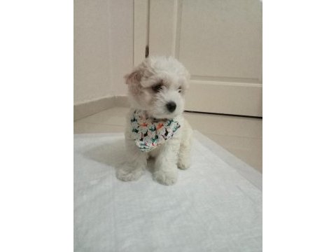 Dünya tatlısı maltese terrier