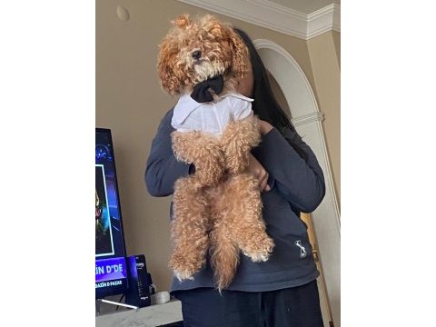 Toy poodle cinsi köpeğimiz yani sahibini arıyor