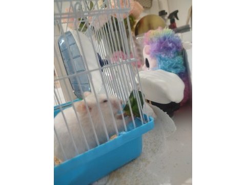 Yavru hamster