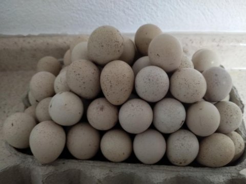 Kuluçkalık kınalı keklik yumurtası