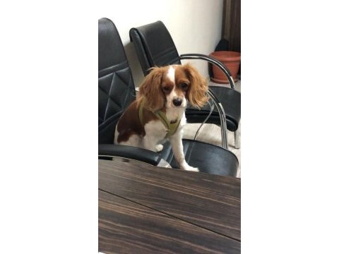 6 aylık cavalier king charles