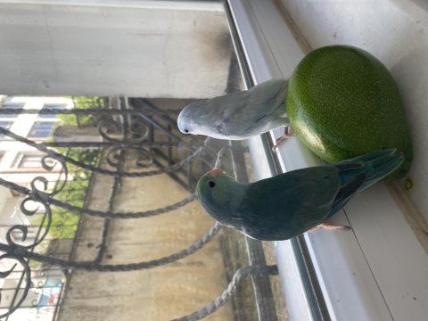 Forpus papağanı takım şeklinde