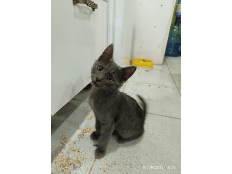 2.5 aylık erkek russian blue