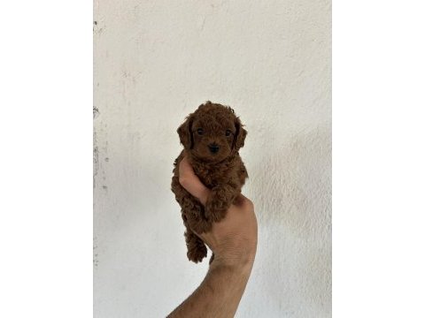 Toy poodle kore bebekler ile sizler tanıştınız mı