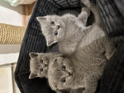 Sağlıklı scottish fold yavrularımız yeni yuvalarını arıyor
