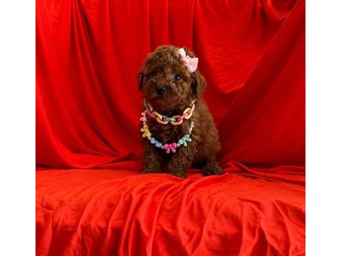 Mersin toy poodle