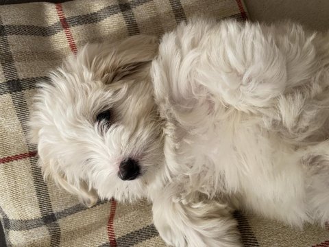 Dünyanın en tatlı canlısı maltipoo köpeğimiz