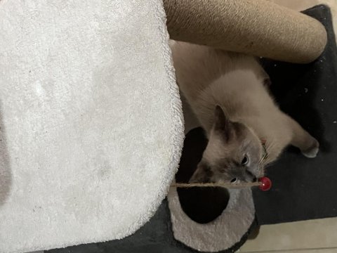 British shorthair kedimize acil yuva aranıyor