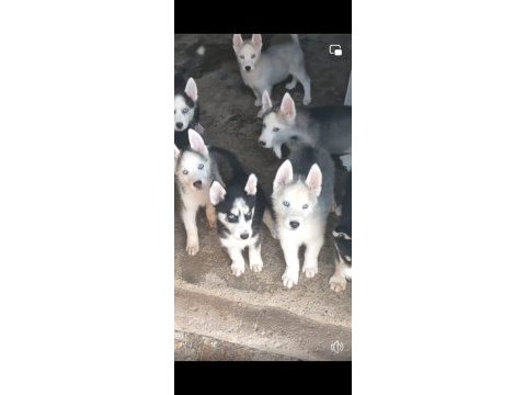 Sibirya kurdu husky yavrularımız