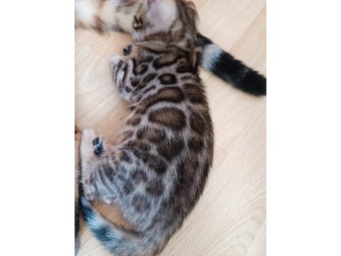 Wcf show class bengal kedisi bebekler