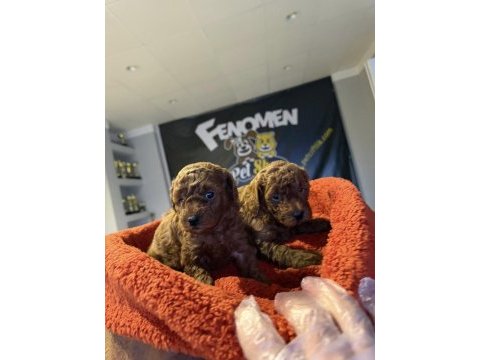 Wv eğitimli maltipo yavrular maltese toy poodle ankara da