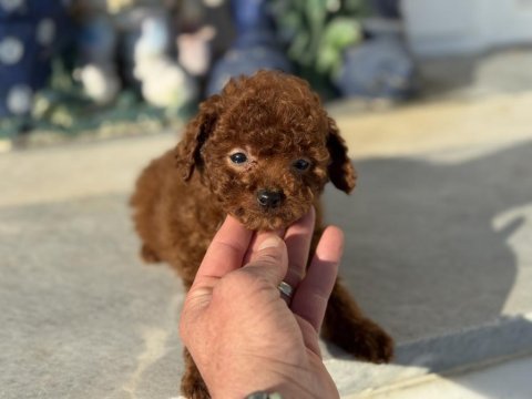 Show kalite tea cup kore poodle yavrularımız