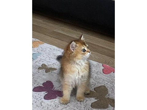 Sahibinden british longhair