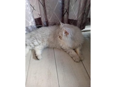 British longhair acil satılık kısırlaştırılmadı