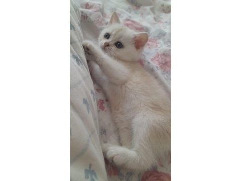 Veteriner kontrolünde teslim edilecek british shorthair