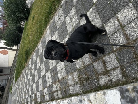3 yaşında dişi alan koruması mükemmel cane corso