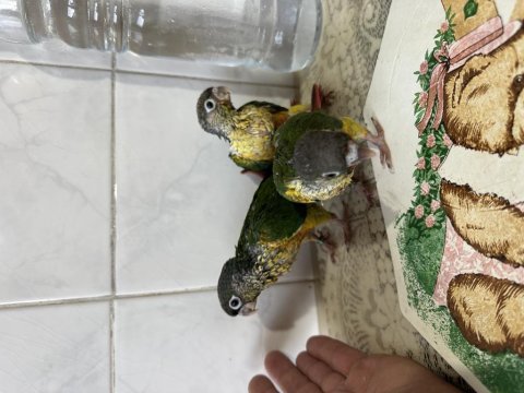 El besleme yavru konur